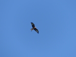 FZ008865 Red Kite (Milvus milvus).jpg